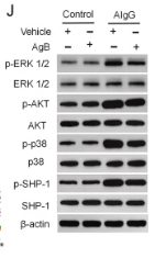 Phospho-SHP1 (Tyr536) Antibody - Fig.