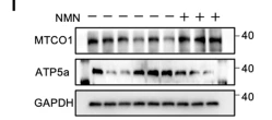 MLKL Antibody - Fig.