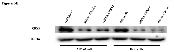 CBX4 Antibody - Fig.