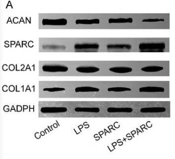 SPARC Antibody - Figure 4.