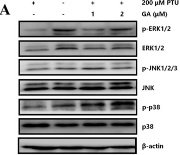 Phospho-JNK1/2/3 (Tyr185) Antibody - Figure 8.