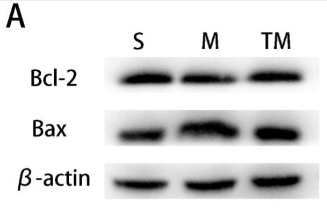 Bax Antibody - Figure 6.