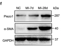 Piezo1 Antibody - Fig.