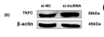 DAK Antibody - Fig.