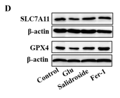 GPX4 Antibody - Fig.