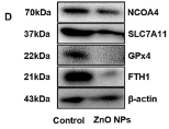 NCOA4 Antibody - Fig.