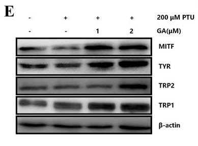 TRP2/DCT Antibody - Figure 8.