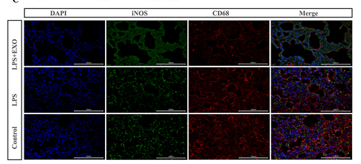 iNOS Antibody - Figure 7 RLE—6TN Cell Exosomes Induce Macrophage Polarization and Exacerbate Lung Injury in Sepsis Rats.