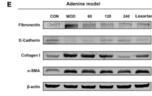 alpha-SMA Antibody - Fig.