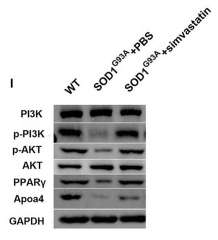 Phospho-PI3K p85 alpha (Tyr607) Antibody - Figure 9.
