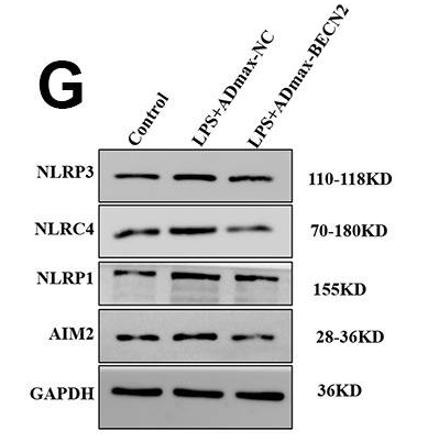 Phospho-NLRC4 (Ser533) Antibody - Figure 3.