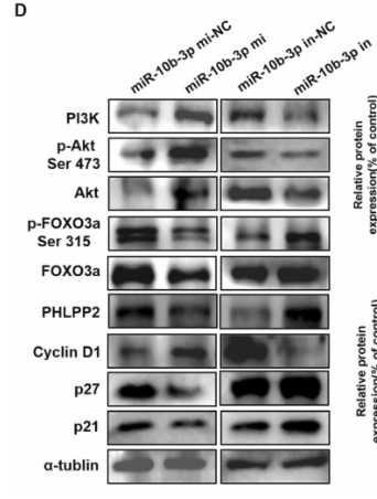 PI3K p85 alpha Antibody - Fig.