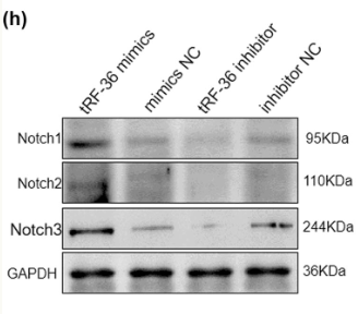 Cleaved-Notch2 (Asp1733) Antibody - Figure 4 Effects of tRF-36 on the growth of HVSMCs.