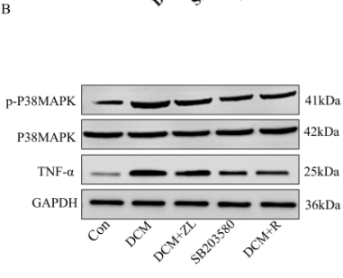 Phospho-p38 MAPK (Thr180/Tyr182) Antibody - Fig 9.