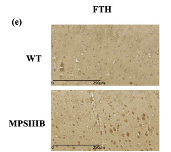 FTH1 Antibody - Figure 1.