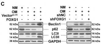 LC3A/B Antibody - Fig.