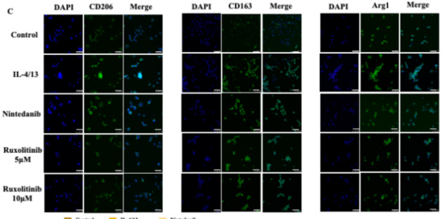 CD163 Antibody - Fig.