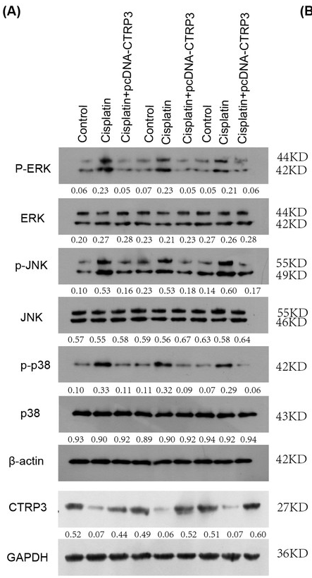 ERK1/2 Antibody - Figure 6: Effect of CTRP3 overexpression on MAPK signaling pathway.
