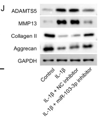 Collagen II Antibody - Fig.