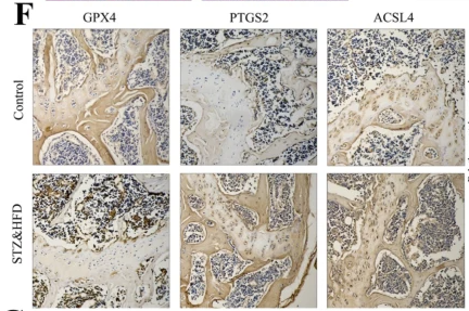 GPX4 Antibody - Fig.