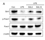 Phospho-pan-FOXO1/3/4 (Thr24/Thr32) Antibody - Figure 5.