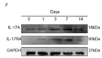 IL17RA Antibody - Fig.