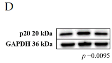 Cleaved-Caspase 1 (Asp296), p20 Antibody - Figure 3.