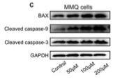 Bax Antibody - Figure 6.