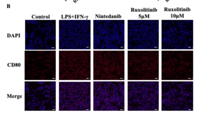 CD80 Antibody - Fig.