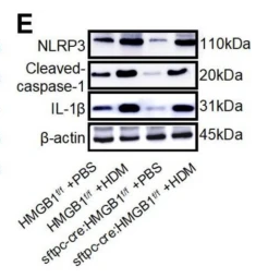 Cleaved-Caspase 1 (Asp296), p20 Antibody - Fig.