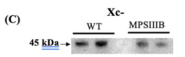 xCT Antibody - Figure 4.