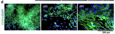 CD203c Antibody - Fig.