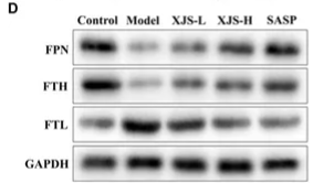 FTH1 Antibody - FIGURE 5.