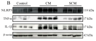 Cleaved-IL-1 beta (Asp116) Antibody - Figure 1.