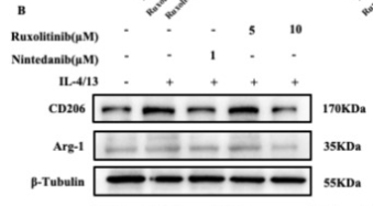 ARG1 Antibody - Fig.