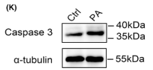 Caspase 3 Antibody - Fig.