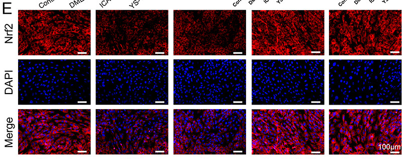 Nrf2 Antibody - × Figure 7 YS-10 regulates ferroptosis to improve endothelial cell recovery through Nrf2/HO-1/GPX4 signaling pathway.
