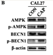 Phospho-AMPK alpha (Thr172) Antibody - Figure 3.