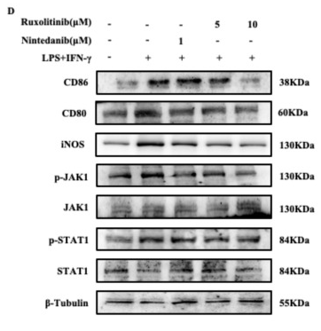 iNOS Antibody - Fig.