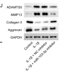 Aggrecan Antibody - Fig.