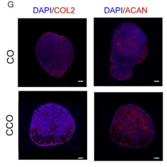 Collagen II Antibody - Fig.