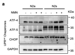 ATF5 Antibody - Fig.