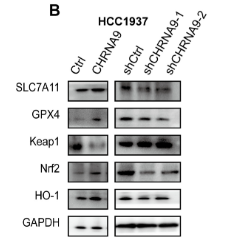 HO-1 Antibody - Figure 5.