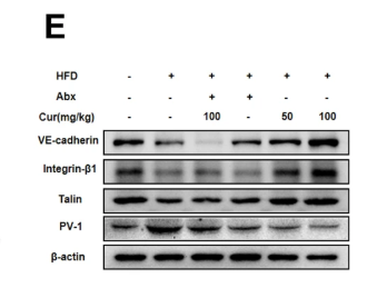 PLVAP Antibody - Fig.