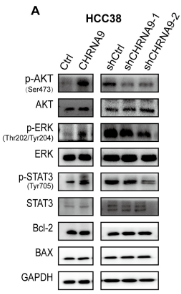 Bcl-2 Antibody - Figure 3.