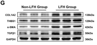 Collagen I  alpha 2 Antibody - Fig.