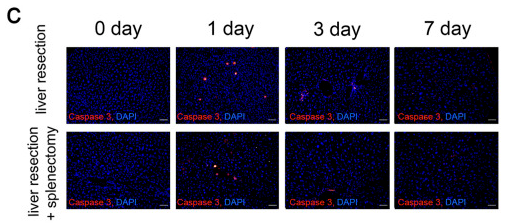 Caspase 3 Antibody - FIGURE 3.