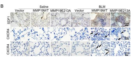 CXCR4 Antibody - Fig.