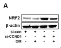 Nrf2 Antibody - Figure 5 Morusin alleviates the senescence of VICs through CCND1/Nrf2 pathway.