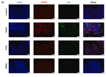 NLRP3 Antibody - Fig.